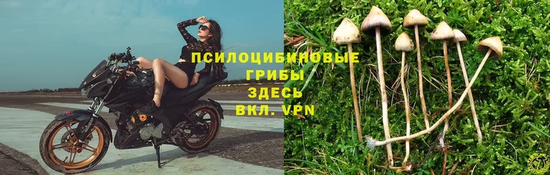 купить наркотики сайты  Белая Холуница  Галлюциногенные грибы Psilocybine cubensis 